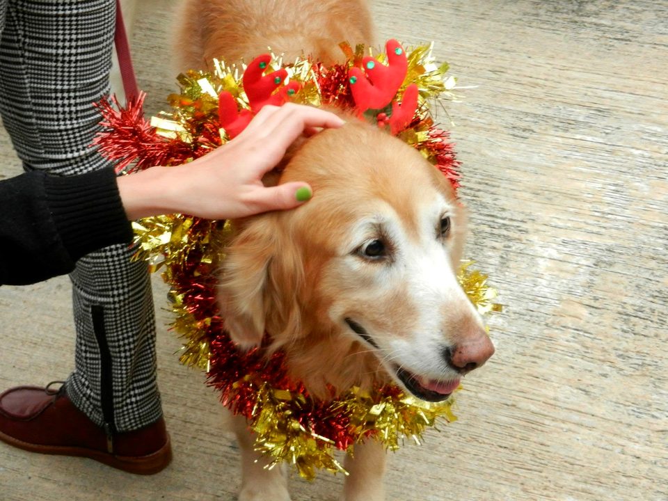 A hand strokes the head of a golden retriever wearing a collar of red and gold tinsel and toy antlers.